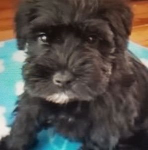 Meet your Posher, Brigitte